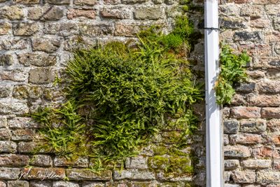 Steenbreekvaren (Asplenium trichomanes)