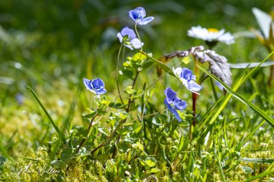 Draadereprijs (Veronica filiformis)