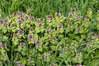 Paarse dovenetel (Lamium purpureum)