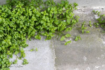 Vogelmuur (Stellaria media)