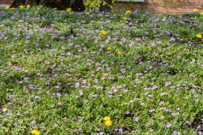 Reigersbek (Erodium cicutarium)