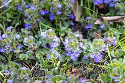 Hondsdraf (Glechoma hederacea)