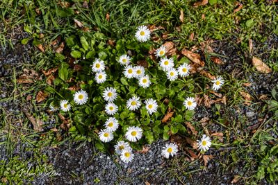 Madeliefje (Bellis perennis)
