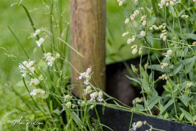 Blaassilene (Silene vulgaris)-3715.jpg