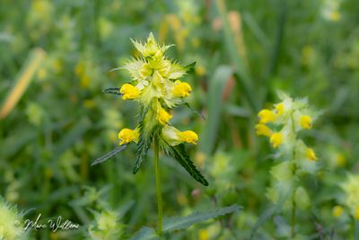 grote ratelaar (Rhinanthus angustifolius)