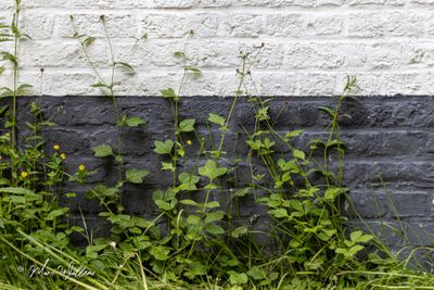 Geel nagelkruid (Geum urbanum)