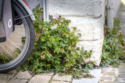 Robertskruid (Geranium robertianum)