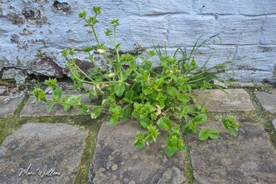Kluwenhoornbloem (Cerastium glomeratum)