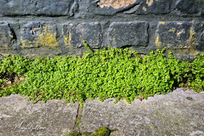 Slaapkamergeluk (Soleirolia soleirolii)