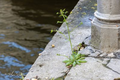 Zandraket (Arabidopsis thaliana)