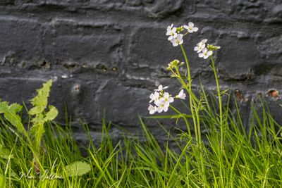 Pinksterbloem (Cardamine pratensis)