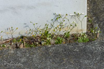 Vroegeling (Erophila verna)