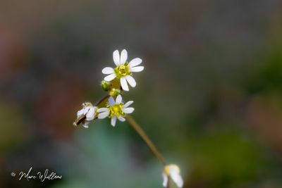Vroegeling (Erophila verna)- detail van de bloei
