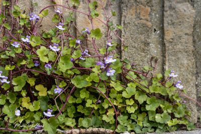 Muurleeuwenbek (Cymbalaria muralis)
