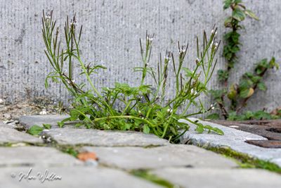 Kleine veldkers (Cardamine hirsuta)