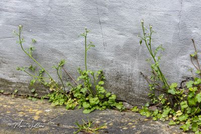 Kleine veldkers (Cardamine hirsuta)
