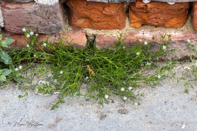 Gerande schijnspurrie (Spergularia media)