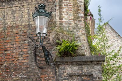 Grote leeuwenbek (Antirrhinum majus)-Mannetjesvaren (mannetjesvaren (Dryopteris filix-mas)