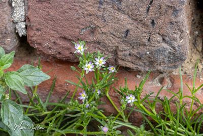 Gerande schijnspurrie (Spergularia media)