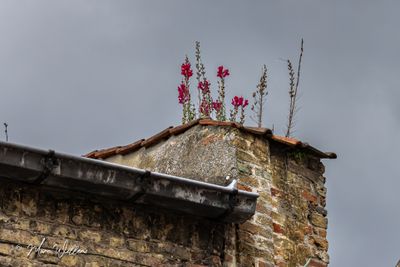 Grote leeuwenbek (Antirrhinum majus)