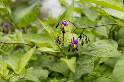 Bitterzoet (Solanum dulcamara)- bloei