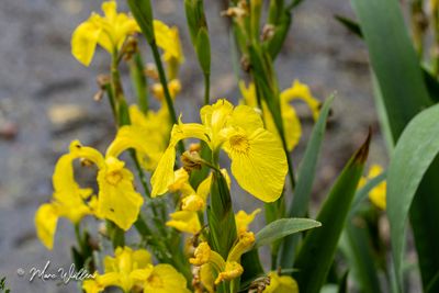 Gele lis (Iris pseudacorus)