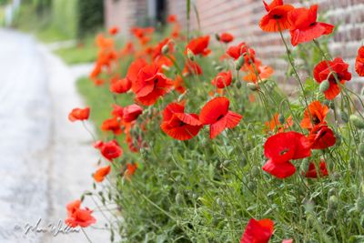 Gewone klaproos (Papaver rhoeas)