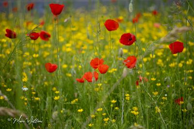 Gewone klaproos (Papaver rhoeas)