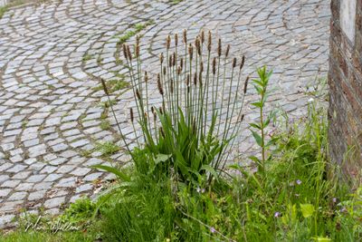 Smalle weegbree (Plantago lanceolata)