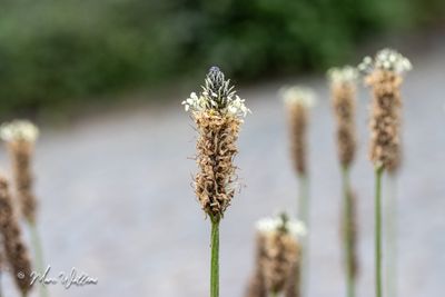 Smalle weegbree (Plantago lanceolata) - bloei