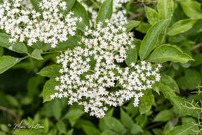 Gewone vlier (Sambucus nigra)- bloei