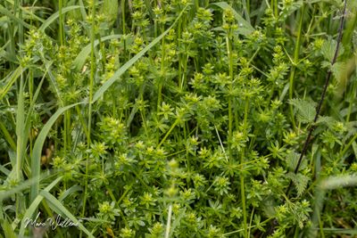 Glad walstro (Galium mollugo)