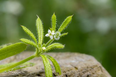 Kleefkruid (Galium aparine) - bloei