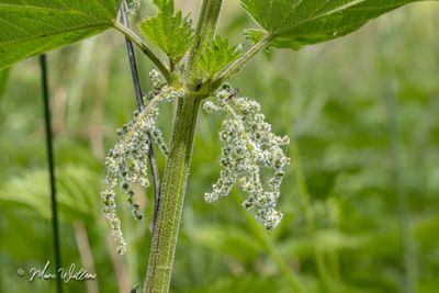 Grote brandnetel (Urtica dioica) - bloei-3854.jpg