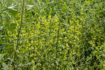 Kruisbladwalstro (Cruciata laevipes)