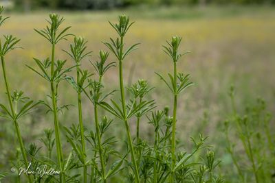 Kleefkruid (Galium aparine)