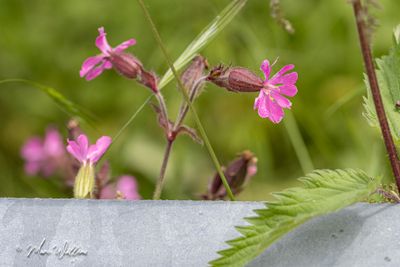Dagkoekoeksbloem (Silene dioica)-detail bloei