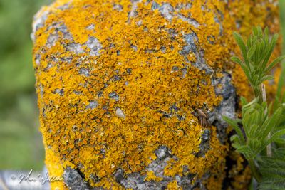Groot dooiermos (Xanthoria parietina) + Kleefkruid