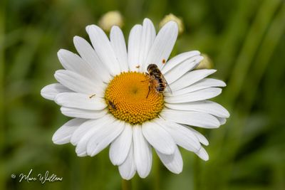 Margriet (Leucanthemum)