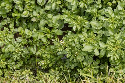 Waterkers (Rorippa, synoniem Nasturtium)