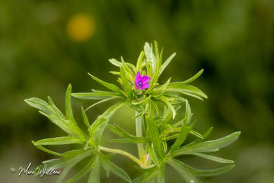 Slipbladige ooievaarsbek (Geranium dissectum)