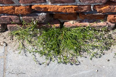 Rode schijnspurrie - Spergularia rubra