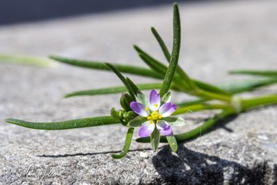 Rode schijnspurrie (Spergularia rubra) - detail bloei