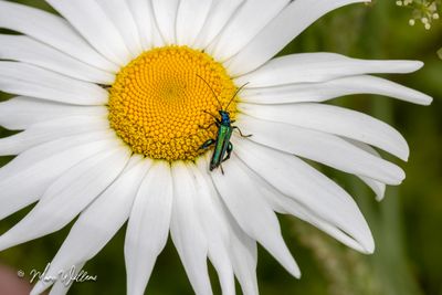 Gewone margriet (Leucanthemum vulgare)