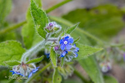 Overblijvende ossentong (Pentaglottis sempervirens)