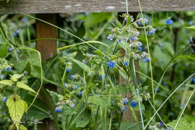 Overblijvende ossentong (Pentaglottis sempervirens)