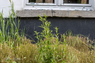 Kantige basterdwederik (Epilobium tetragonum)