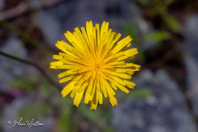 Kleine leeuwentand (Leontodon saxatilis) - bloei