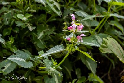 Gevlekte dovenetel (Lamium maculatum 'Shell Pink')