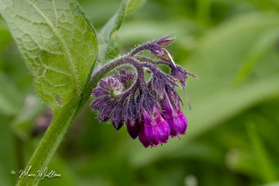 Gewone smeerwortel (Symphytum officinale)
